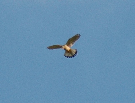 quasi certamente Gheppio (Falco tinnunculus)